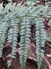 Polystichum pungens