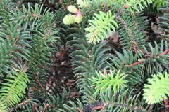 Abies pinsapo pinsapo