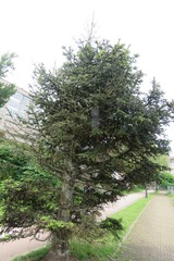 Abies pinsapo pinsapo