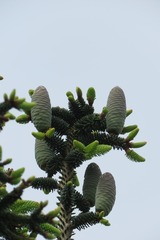 Abies pinsapo pinsapo