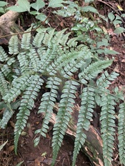 Polystichum pungens