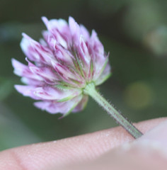 Trifolium ciliolatum