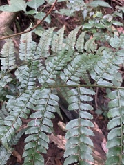 Polystichum pungens