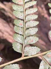 Polystichum pungens