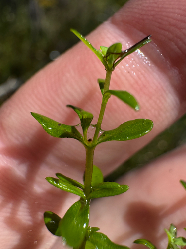 Micranthemum glomeratum observed 2026-09-06