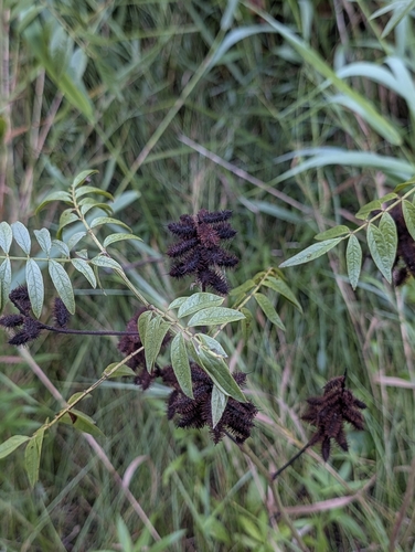 Wild Licorice