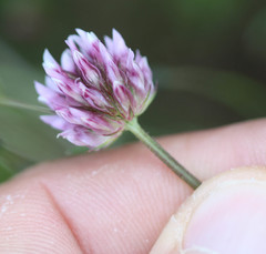 Trifolium ciliolatum