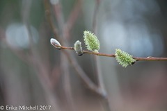 Salix lucida