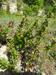 Berberis vulgaris