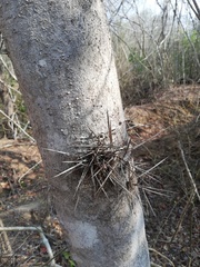 Xylosma flexuosa