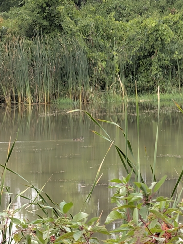 Wood Duck