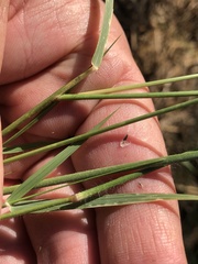 Eragrostis cylindriflora