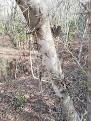 Xylosma flexuosa