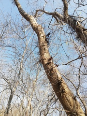 Xylosma flexuosa