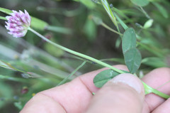 Trifolium ciliolatum