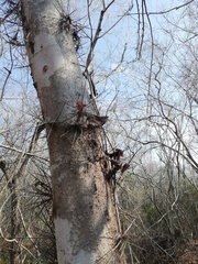 Xylosma flexuosa