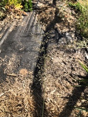 Eragrostis cylindriflora
