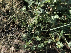 Eragrostis cylindriflora