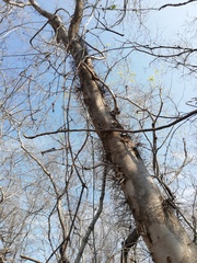 Xylosma flexuosa