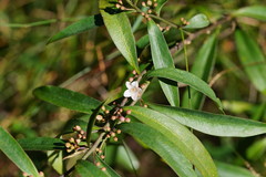 Philotheca myoporoides
