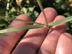 Eragrostis cylindriflora