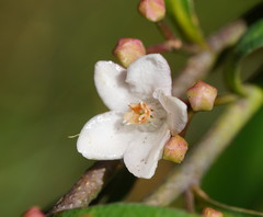 Philotheca myoporoides