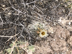 Sclerocactus wrightiae