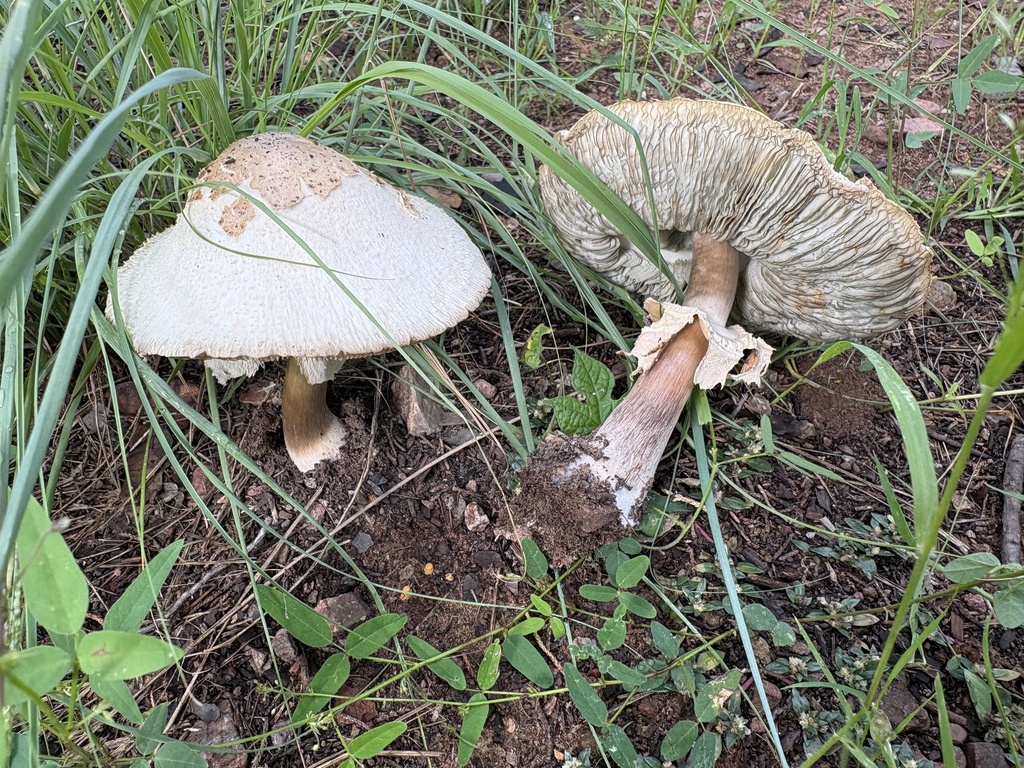 Green-spored Parasol · September 2026 · photo: Photo: (c) Mike Dechter, some rights reserved (CC BY) · iNaturalist