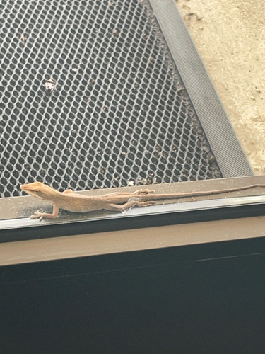 Green Anole