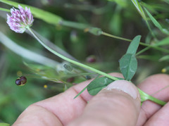 Trifolium ciliolatum