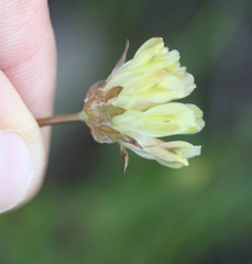Trifolium fucatum