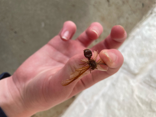 Texas Leafcutter Ant