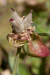 Paeonia caucasica