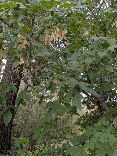 box elder