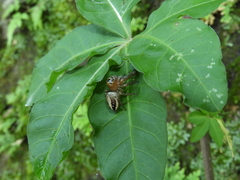 Yaginumaella lobata