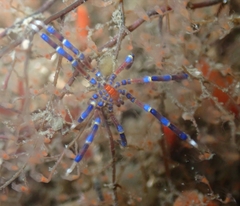 Anoplodactylus evansi