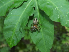 Yaginumaella lobata
