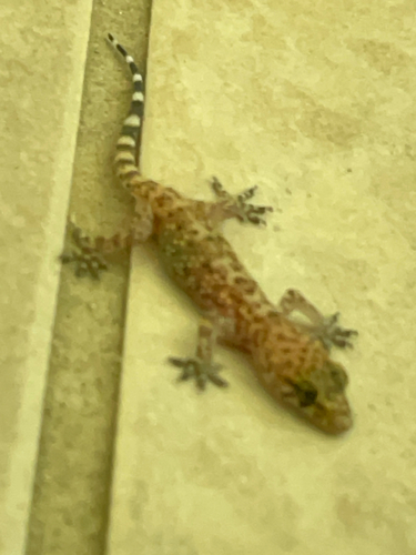 Mediterranean House Gecko