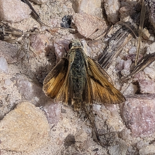Woodland Skipper