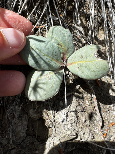 Asclepias cryptoceras