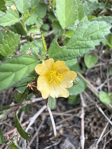 Sida rhombifolia observed 2026-09-06