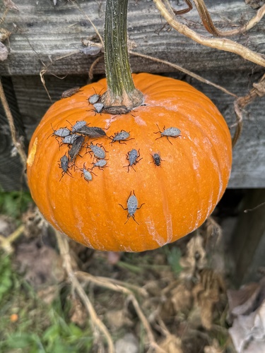 Squash bug