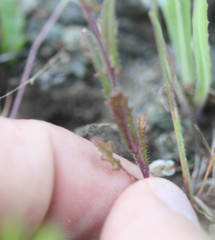 Streptanthus glandulosus pulchellus