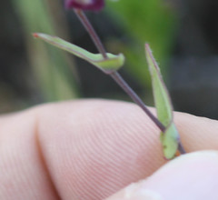 Streptanthus glandulosus pulchellus