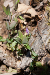 Lathyrus laxiflorus