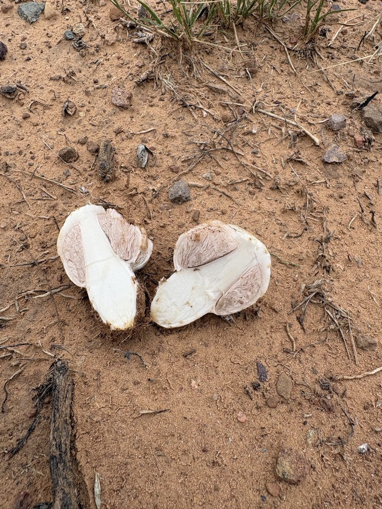 Agaricus evertens · September 2026 · photo: Photo: (c) Mike Dechter, some rights reserved (CC BY) · iNaturalist