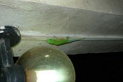 Phelsuma kochi
