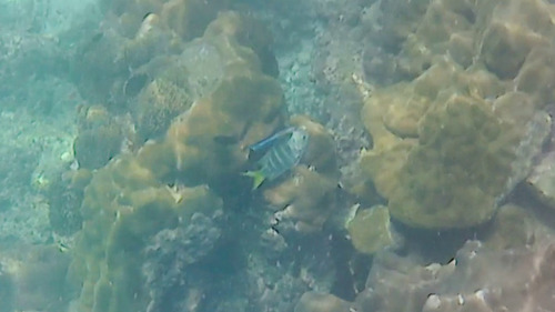 Abudefduf notatus observed 2026-08-23