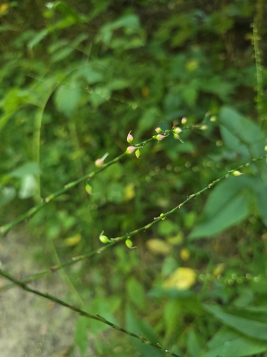 American jumpseed