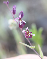 Streptanthus glandulosus pulchellus